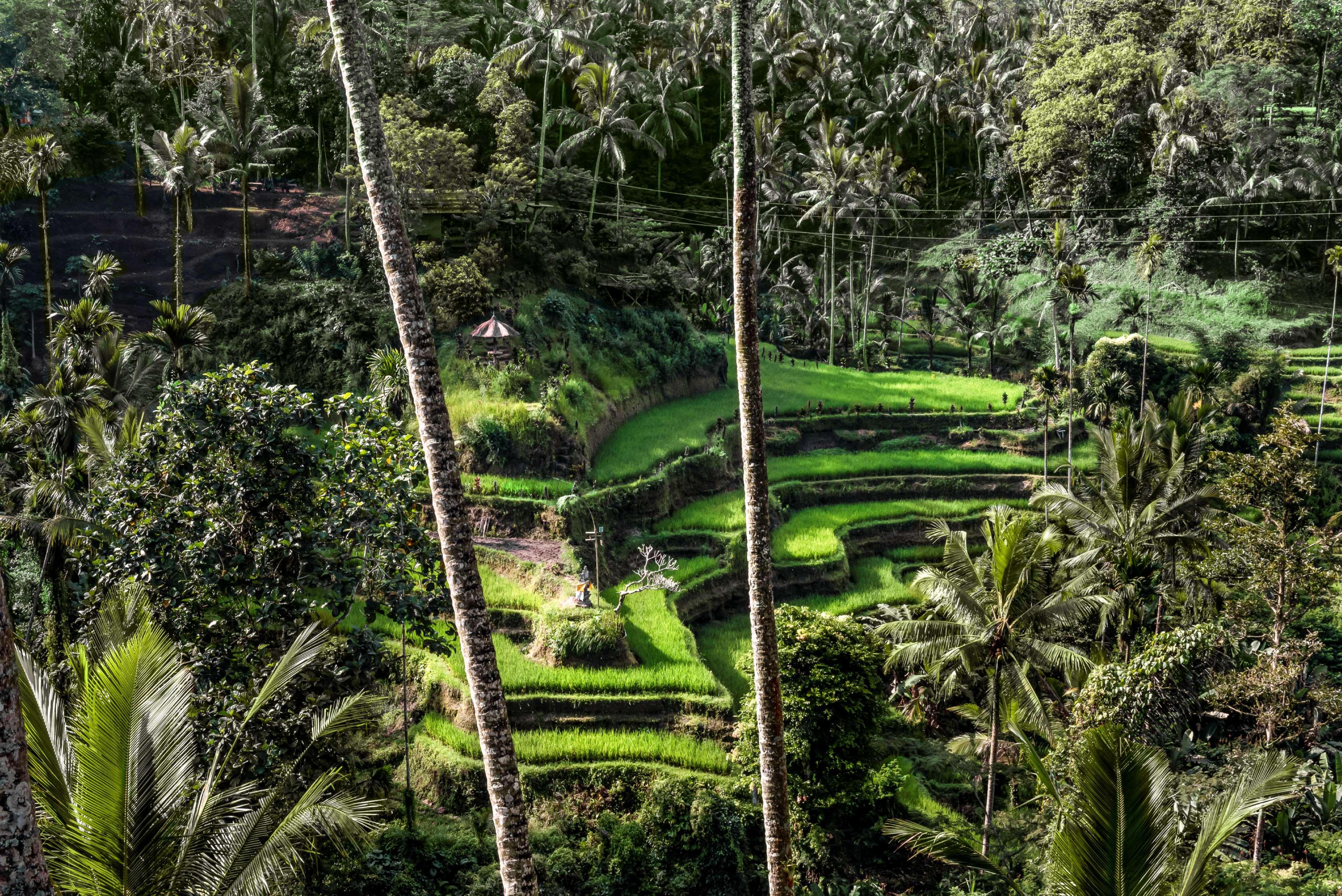 Amandari Hotel Ubud Eksteriør billede